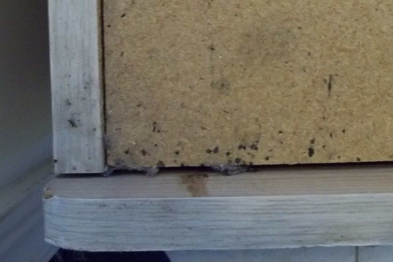 BedBugFeces