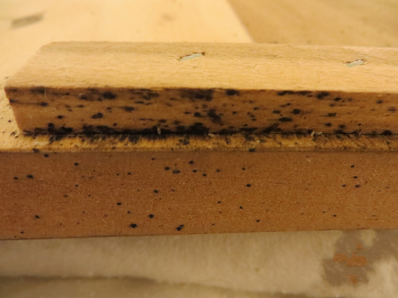 Bed_Bug_Evidence